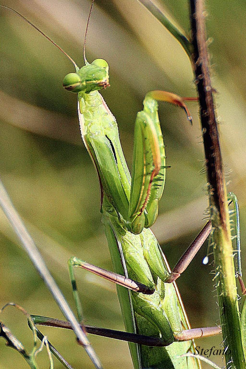 Maschio o femmina???